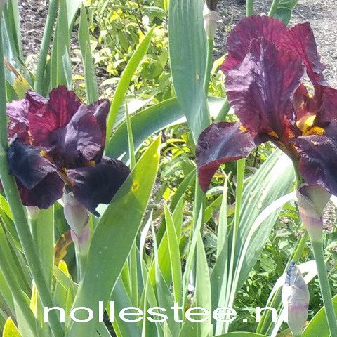 Iris ger. 'Dutch Chocolate' | Iris - www.nollestee.nl