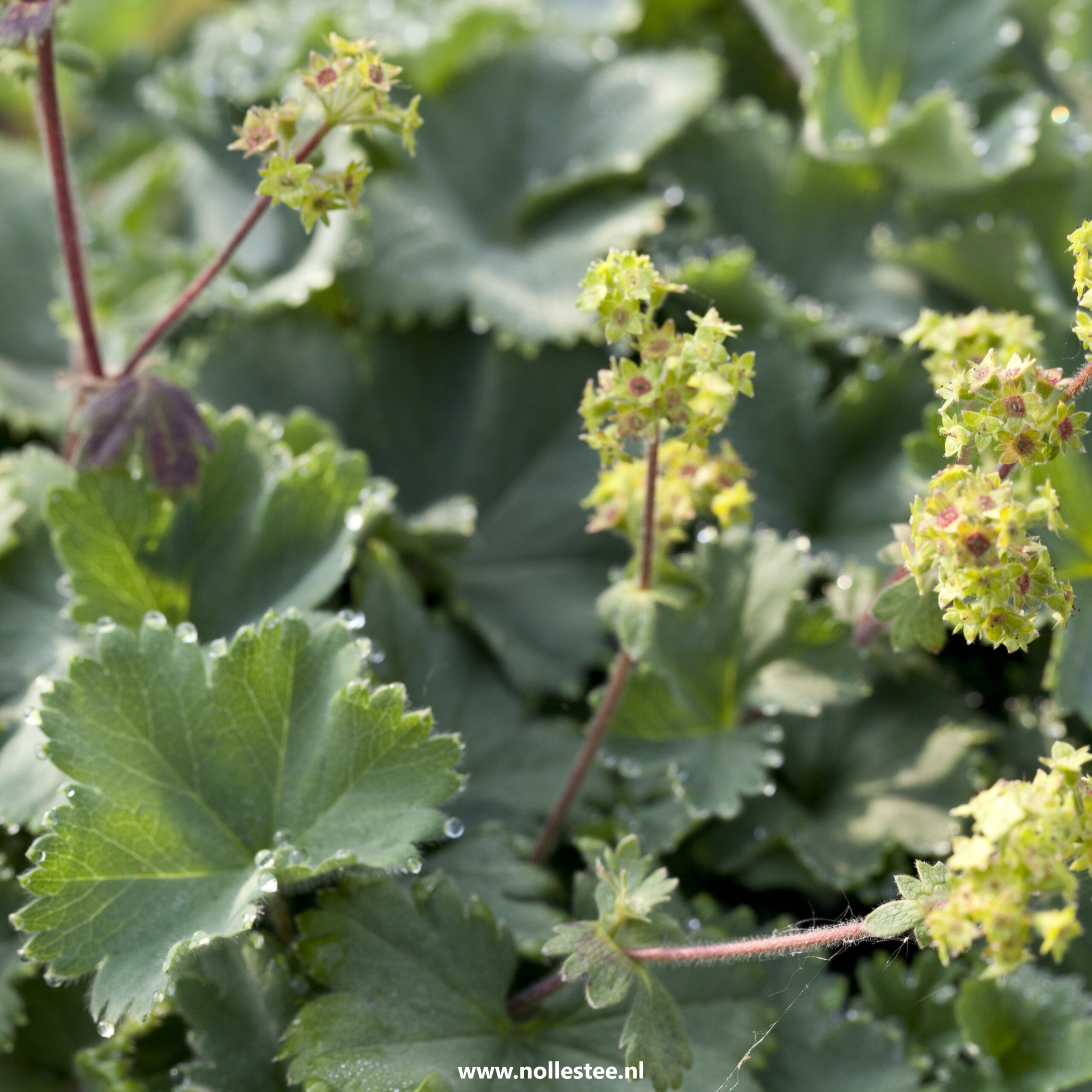 Alchemilla erythropoda