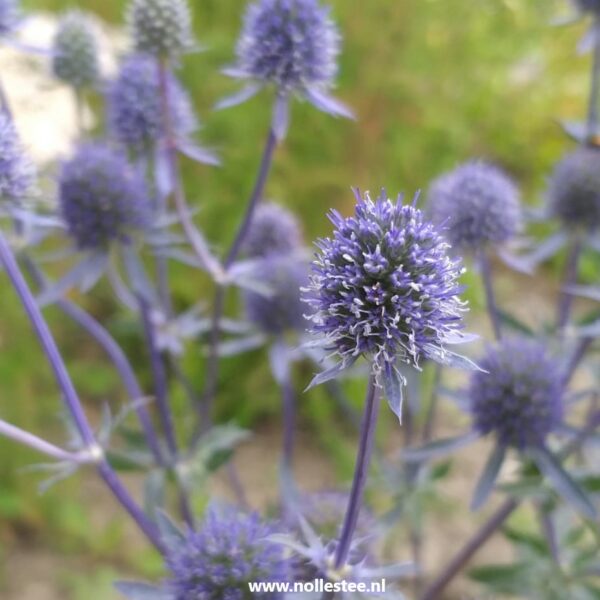 Eryngium planum 'Blauer Zwerg' Blauwe kruisdistel www.nollestee.nl