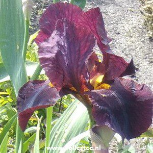 Iris ger. 'Dutch Chocolate' | Iris - www.nollestee.nl